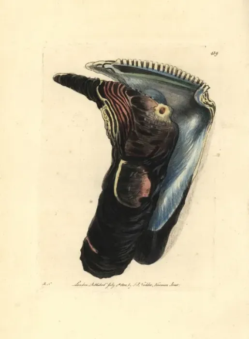 Framed Print : Oyster, Isognomon isognomum Framed Print : Oyster, Isognomon isognomum