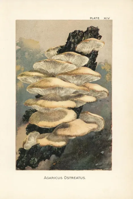 Framed Print : Oyster mushroom, Agaricus ostreatus Framed Print : Oyster mushroom, Agaricus ostreatus
