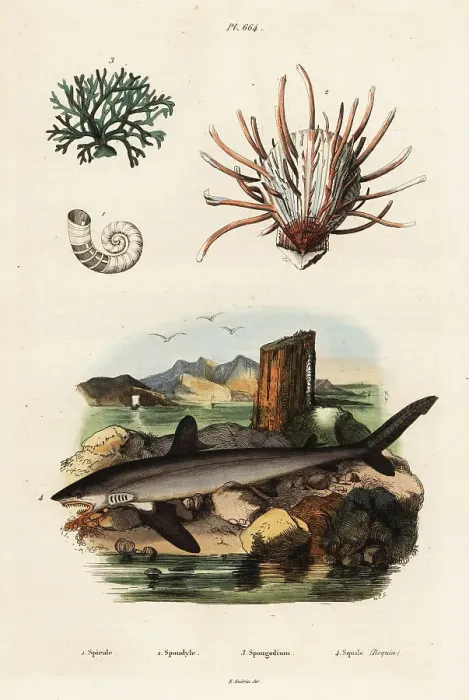 Framed Print : Oyster, seaweed and great white shark Framed Print : Oyster, seaweed and great white shark