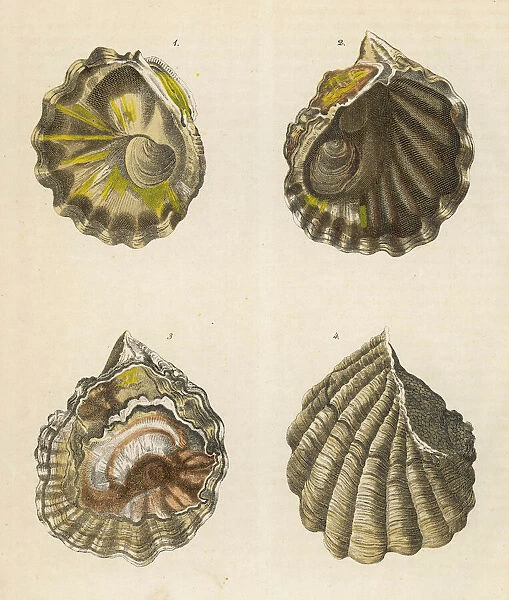 Four oyster shells