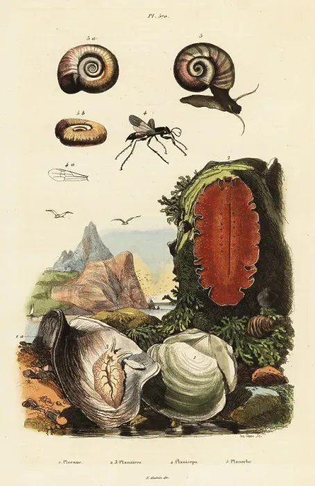 Framed Print : Oyster, spider wasp and snail Framed Print : Oyster, spider wasp and snail
