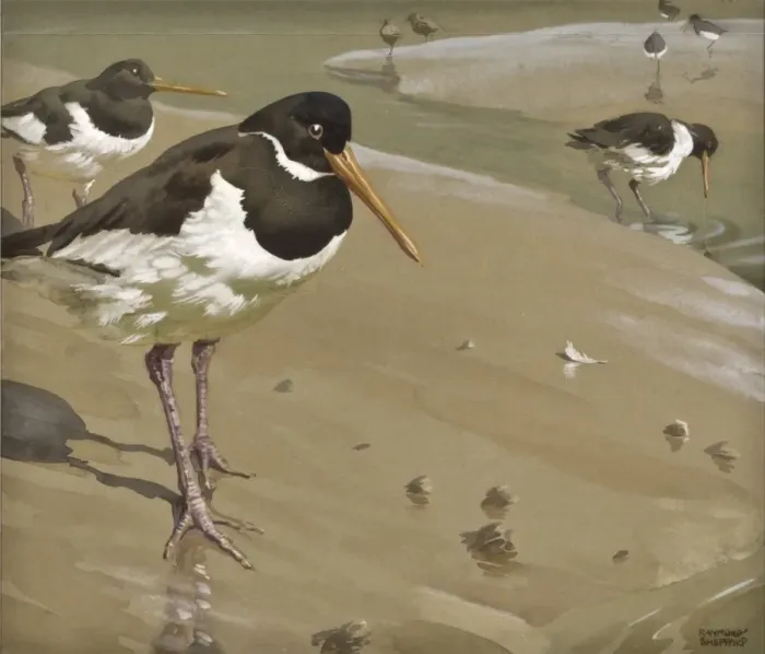 Framed Print : Oystercatchers Framed Print : Oystercatchers