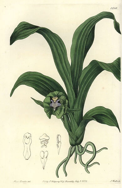 Pabstia viridis orchid