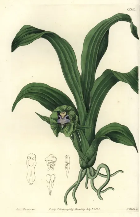 Framed Print : Pabstia viridis orchid Framed Print : Pabstia viridis orchid