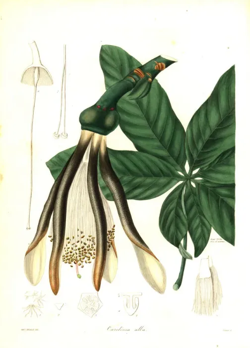 Framed Print : Pachira alba Framed Print : Pachira alba