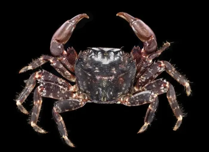 Framed Print : Pachygrapsus marmoratus, marbled rock crab Framed Print : Pachygrapsus marmoratus, marbled rock crab
