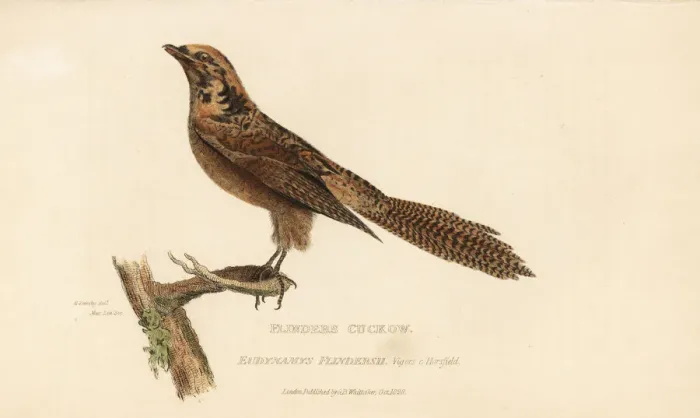 Framed Print : Pacific koel, Eudynamys orientalis Framed Print : Pacific koel, Eudynamys orientalis