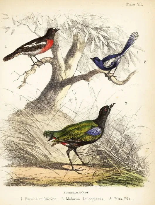 Framed Print : Pacific robin, white-winged fairywren and rainbow pitta Framed Print : Pacific robin, white-winged fairywren and rainbow pitta