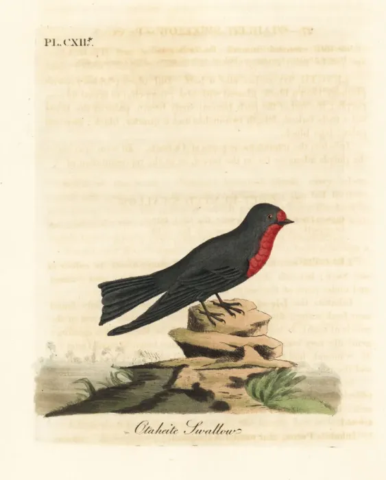 Framed Print : Pacific swallow, Hirundo tahitica Framed Print : Pacific swallow, Hirundo tahitica