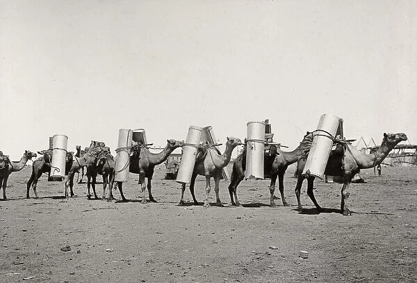 Pack camels for transporting goods, Australia