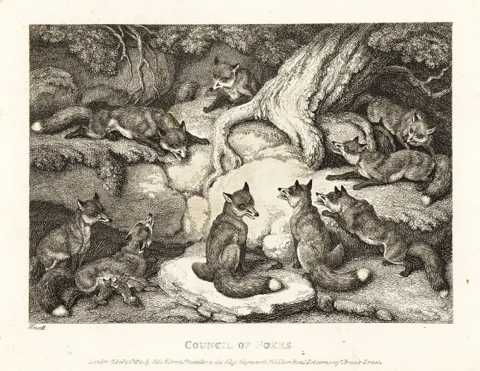 Framed Print : A pack of foxes meeting in a forest Framed Print : A pack of foxes meeting in a forest