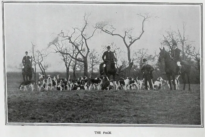 Framed Print : The pack at the Quorn Hunt Framed Print : The pack at the Quorn Hunt