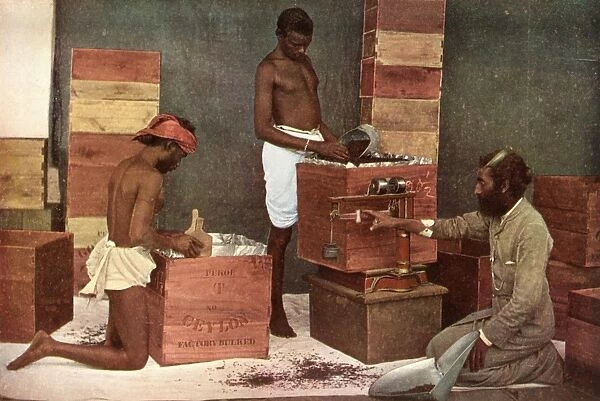 Packing Tea, Ceylon