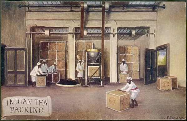 Packing Tea, India