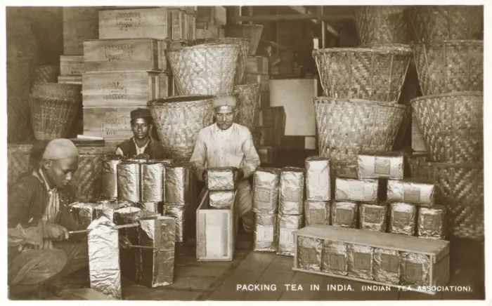 Framed Print : Packing Tea in India - Indian Tea Association Framed Print : Packing Tea in India - Indian Tea Association