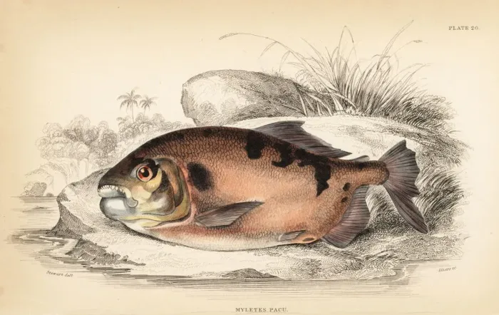 Framed Print : Pacu or pacupeba, Myleus pacu Framed Print : Pacu or pacupeba, Myleus pacu