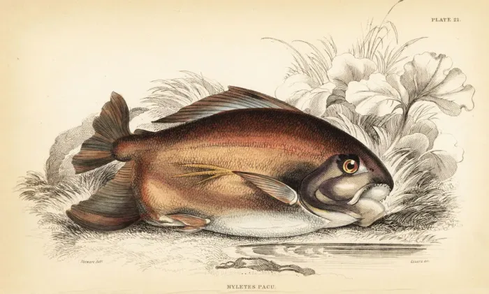 Framed Print : Pacu or pacupeba, Myleus pacu Framed Print : Pacu or pacupeba, Myleus pacu