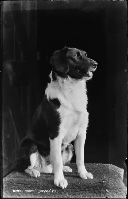Framed Print : Paddy the Dog Framed Print : Paddy the Dog