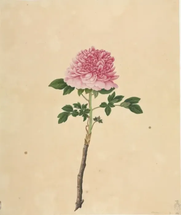 Framed Print : Paeonia moutan cv Framed Print : Paeonia moutan cv