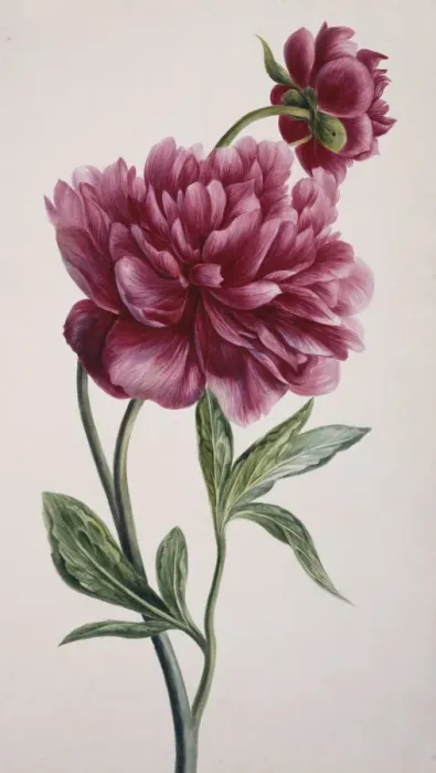Framed Print : Paeonia officinalis, peony Framed Print : Paeonia officinalis, peony