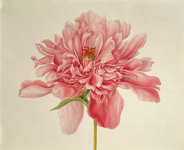 Paeonia sp. peony. Plate 1 From Drawings of Kew Plants by Franz Bauer (1758-1840)