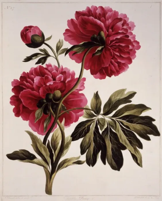 Framed Print : Paeonia sp. peony Framed Print : Paeonia sp. peony