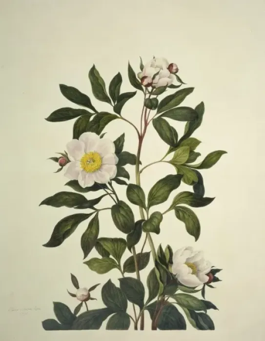 Framed Print : Paeonia sp. peony Framed Print : Paeonia sp. peony