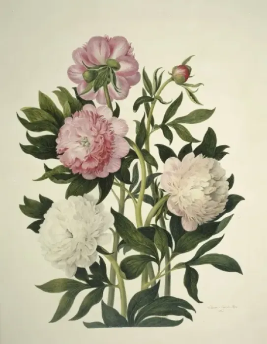 Framed Print : Paeonia sp. peony Framed Print : Paeonia sp. peony