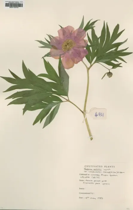 Framed Print : Paeonia veitchii, veitchii peony Framed Print : Paeonia veitchii, veitchii peony