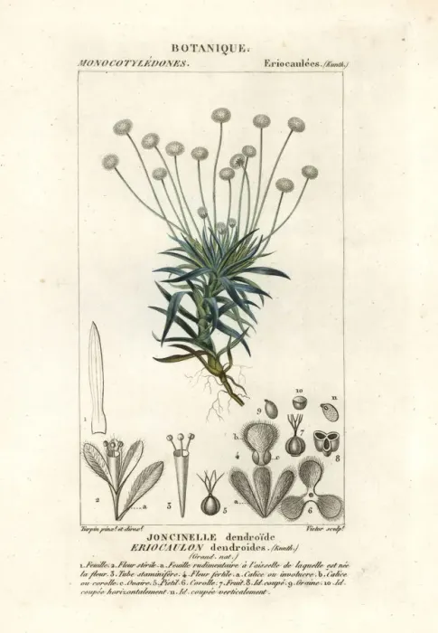 Framed Print : Paepalanthus dendroides Framed Print : Paepalanthus dendroides