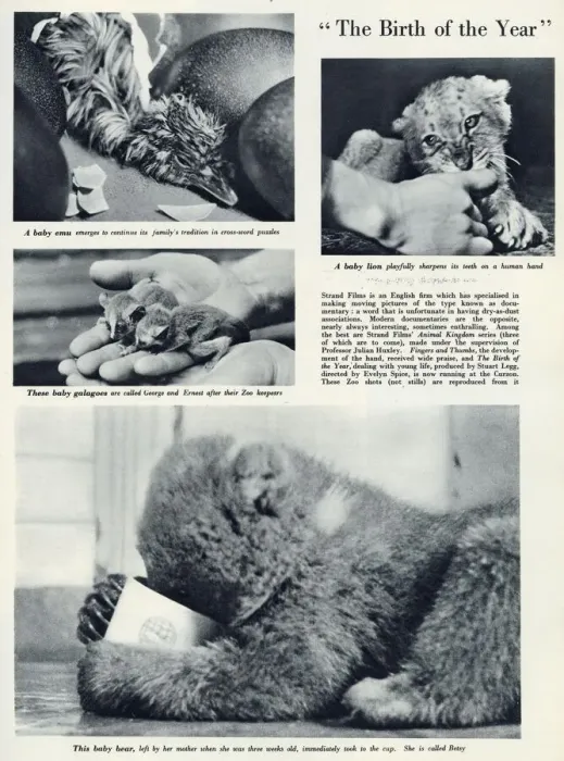 Framed Print : Page from The Bystander reporting on the nature documentaries made by Strand Films under Framed Print : Page from The Bystander reporting on the nature documentaries made by Strand Films under
