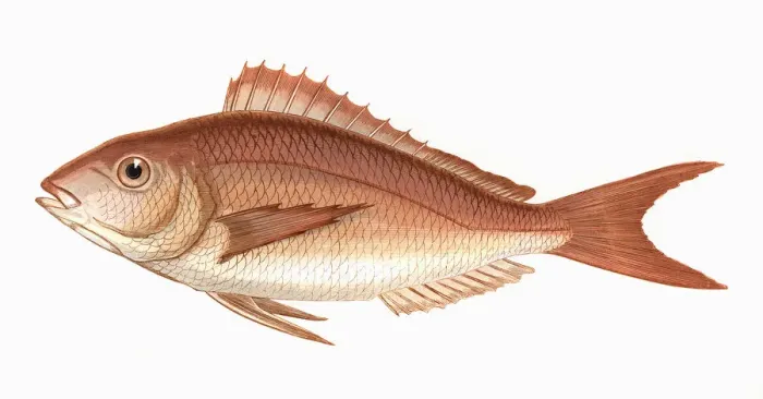 Framed Print : Pagellus erythrinus, or Common Pandora Framed Print : Pagellus erythrinus, or Common Pandora