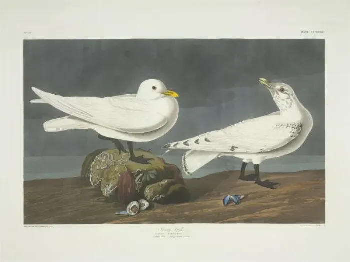 Framed Print : Pagophila eburnea, ivory gull Framed Print : Pagophila eburnea, ivory gull