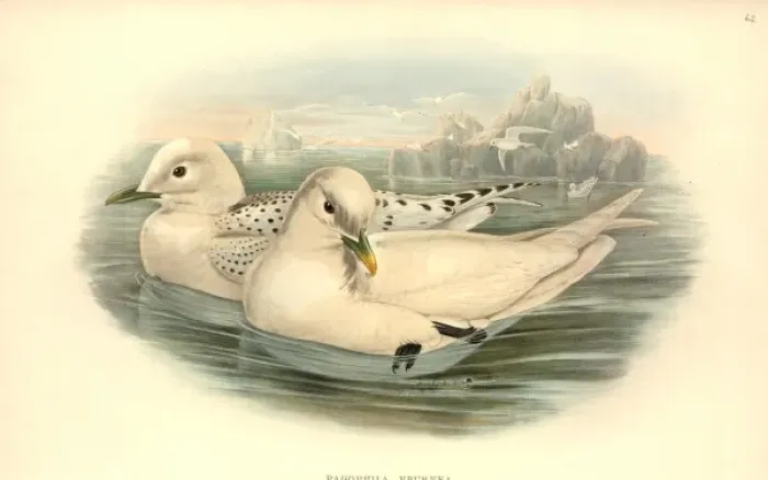 Framed Print : Pagophila eburnea, ivory gull Framed Print : Pagophila eburnea, ivory gull