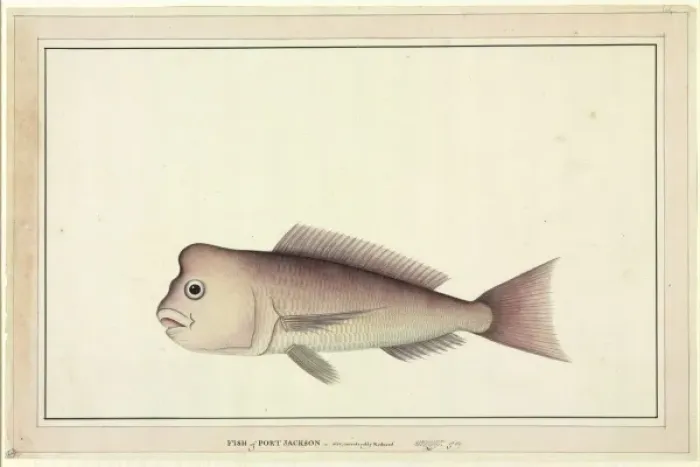 Framed Print : Pagrus auratus, red snapper Framed Print : Pagrus auratus, red snapper