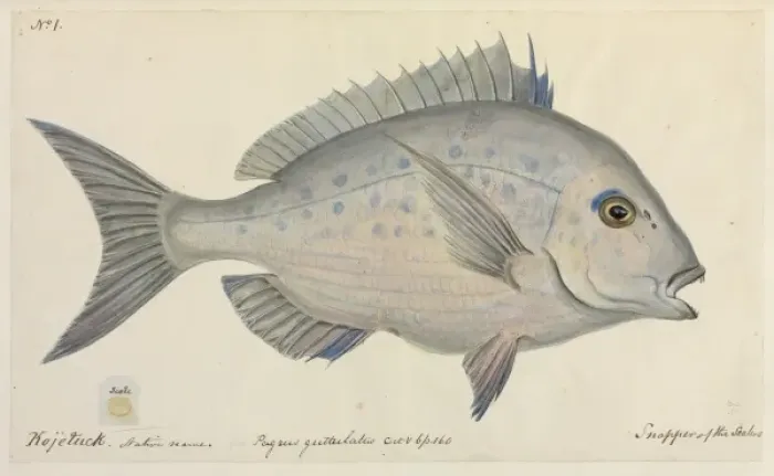 Framed Print : Pagrus guttulatus Framed Print : Pagrus guttulatus