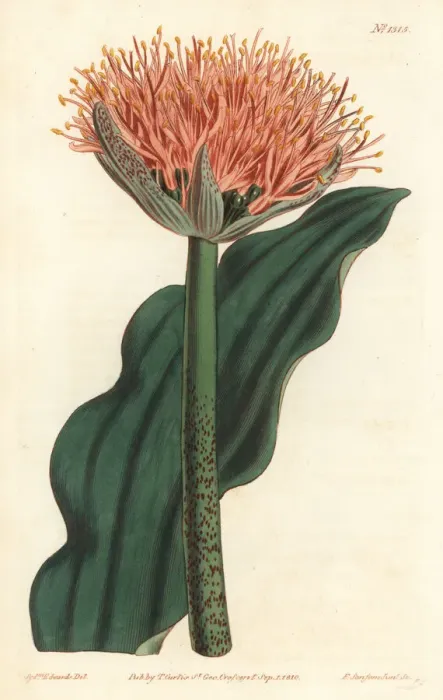 Framed Print : Paintbrush lily, Scadoxus puniceus Framed Print : Paintbrush lily, Scadoxus puniceus