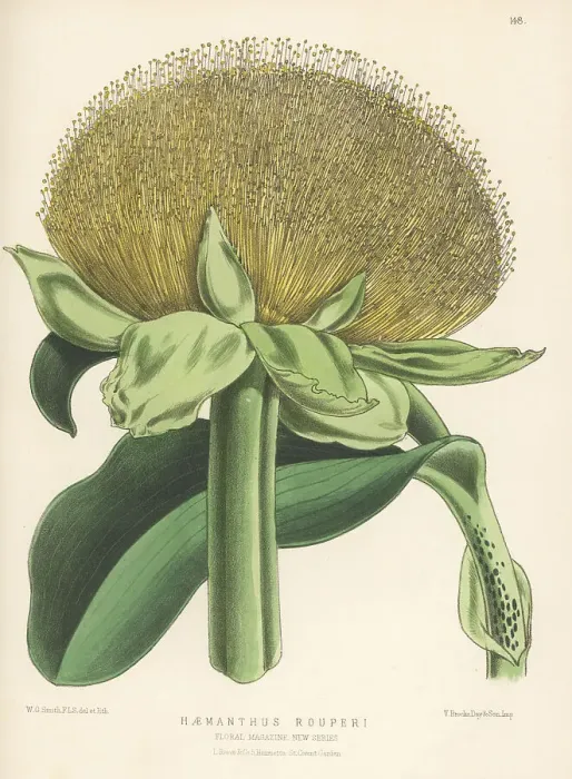Framed Print : Paintbrush lily, Scadoxus puniceus Framed Print : Paintbrush lily, Scadoxus puniceus