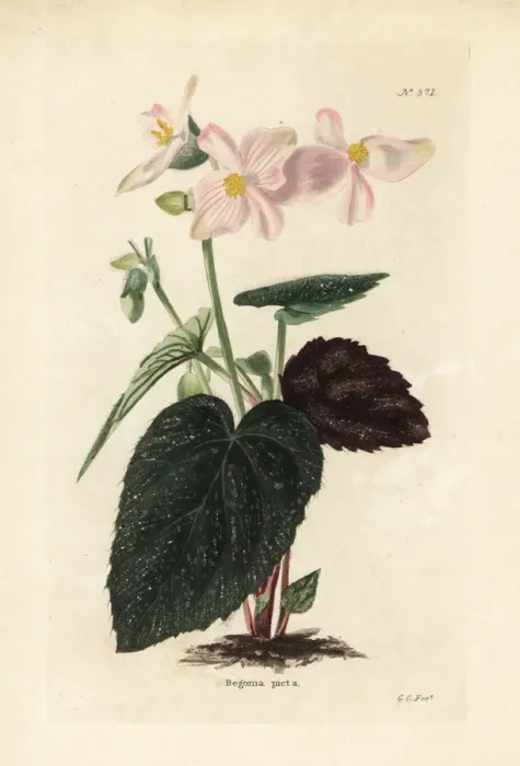Framed Print : Painted begonia, Begonia picta Framed Print : Painted begonia, Begonia picta