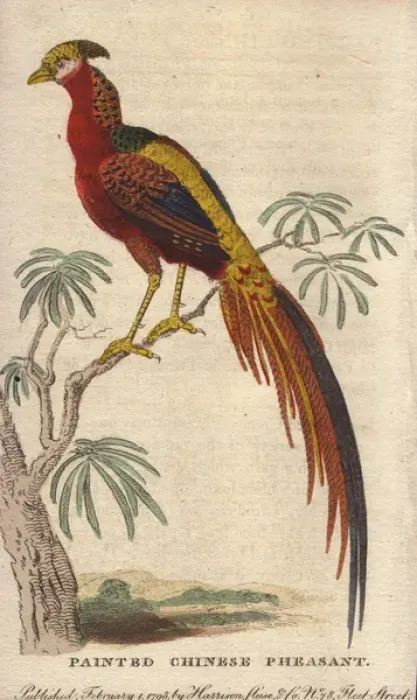 Framed Print : Painted Chinese pheasant, Chrysolophus pictus Framed Print : Painted Chinese pheasant, Chrysolophus pictus