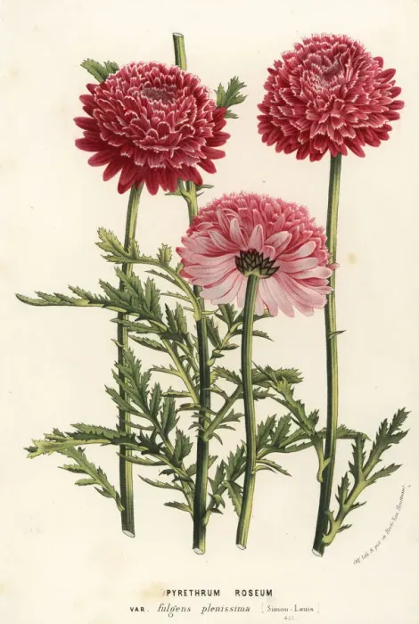 Framed Print : Painted daisy, Chrysanthemum coccineum var