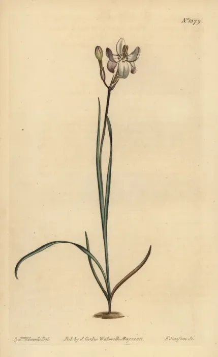 Framed Print : Painted flowered ixia, Ixia fucata Framed Print : Painted flowered ixia, Ixia fucata