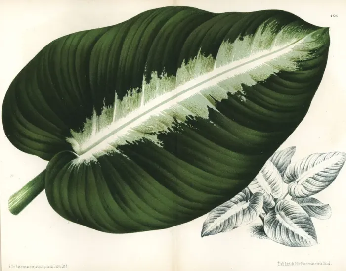 Framed Print : Painted homalomena, Homalomena picturata Framed Print : Painted homalomena, Homalomena picturata