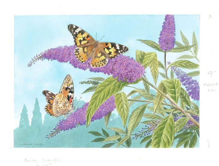 Framed Print : Painted Lady butterflies on Buddleia Framed Print : Painted Lady butterflies on Buddleia