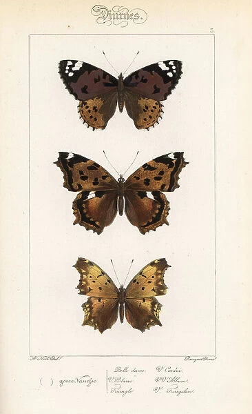 Painted lady, false comma, and comma butterfly variety