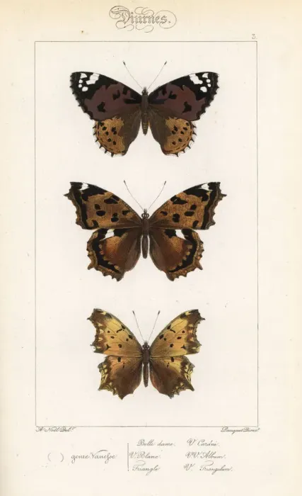 Framed Print : Painted lady, false comma, and comma butterfly variety Framed Print : Painted lady, false comma, and comma butterfly variety