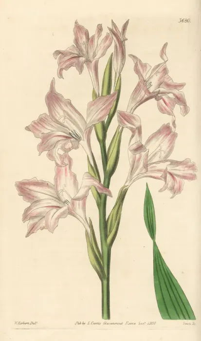 Framed Print : Painted lady gladiolus, Gladiolus carneus Framed Print : Painted lady gladiolus, Gladiolus carneus