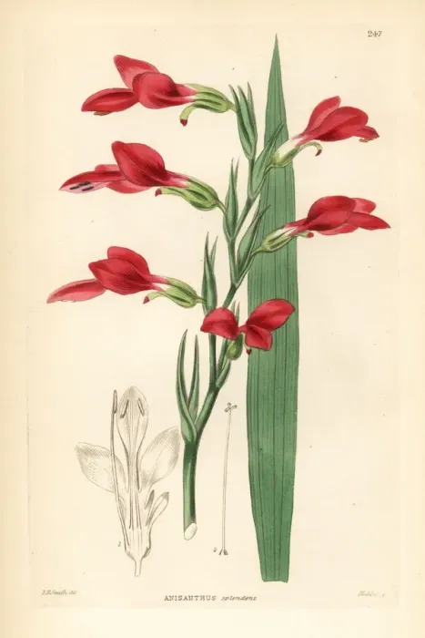 Framed Print : Painted lady gladiolus, Gladiolus splendens Framed Print : Painted lady gladiolus, Gladiolus splendens