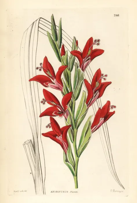 Framed Print : Painted lady gladiolus, Gladiolus splendens Framed Print : Painted lady gladiolus, Gladiolus splendens