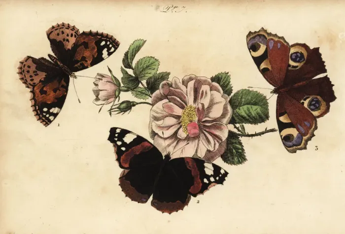 Framed Print : Painted lady, red admiral and European peacock Framed Print : Painted lady, red admiral and European peacock